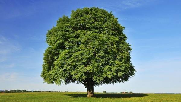 Дерево бук лесной. фото, описание и свойства. где растет бук лесной
