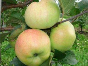 Сорт яблок богатырь: описание и фото, особенности и характеристики, выращивание и уход