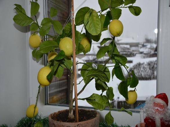 Павловский лимон (Павлова): уход в домашних условиях