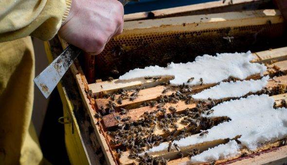 Основные правила подкормки пчел осенью. кормим правильно – зимуем удачно