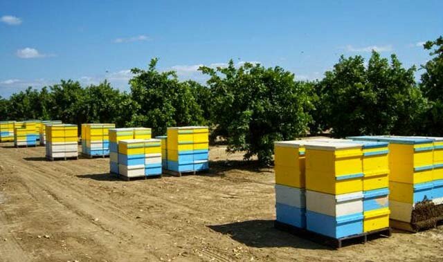 Промышленное пчеловодство