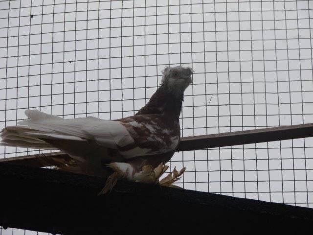 Особенности узбекских голубей — 4 лапки