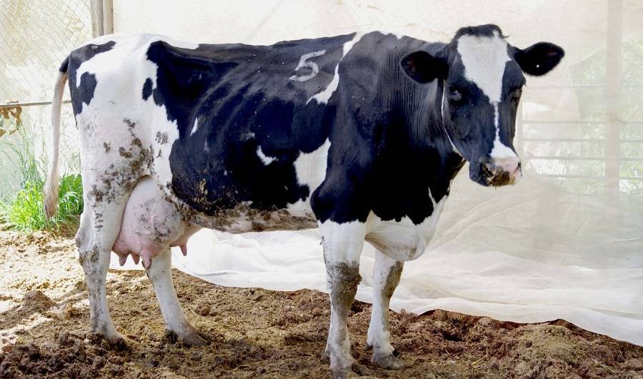 Как вылечить и предотвратить атонию преджелудков коровы - общая информация - 2020