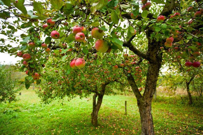 Обрезка яблонь осенью для начинающих