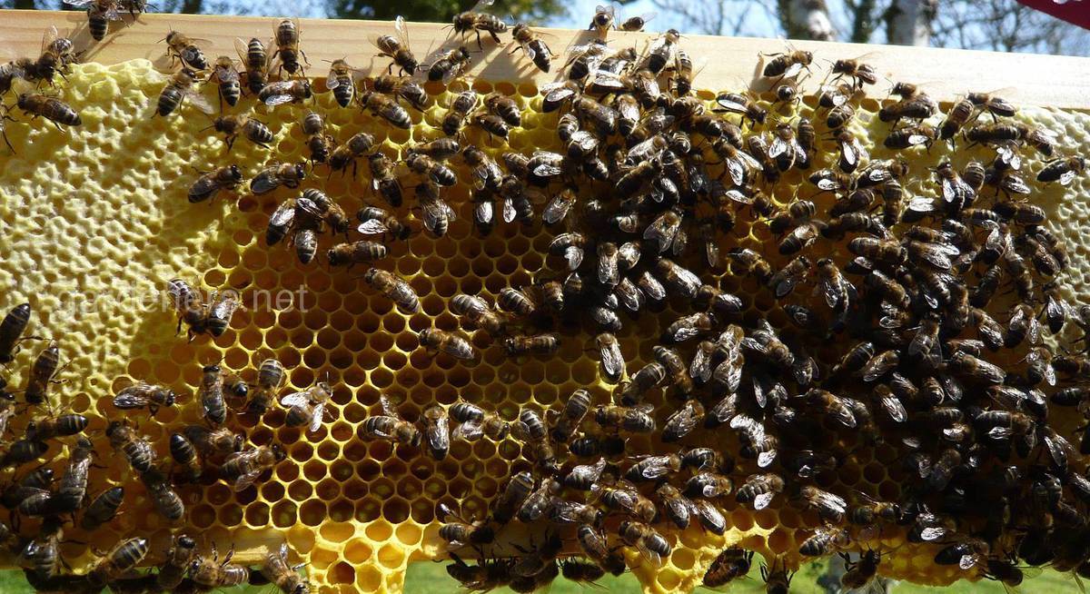 Как избежать роения пчел?