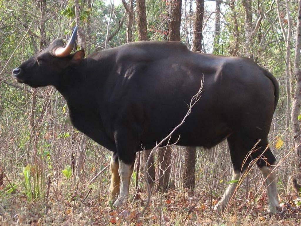 Какие виды диких коров существуют в природе - общая информация - 2020