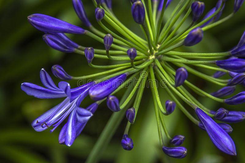 Агапантус (41 фото): правила посадки, уход за цветком в открытом грунте. описание агапантуса зонтичного и других видов растения