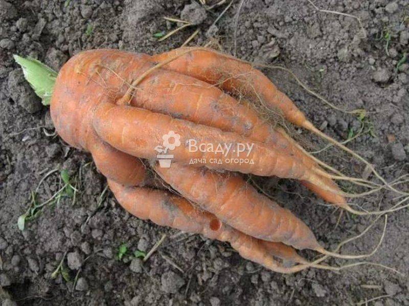 Чем подкормить морковь и свеклу в открытом грунте?