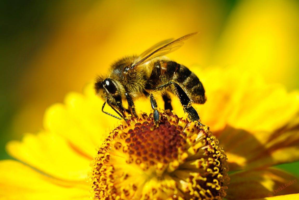 Как пчелы собирают пыльцу