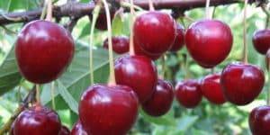 Сорта вишни: описание лучших экземпляров, названия, фото