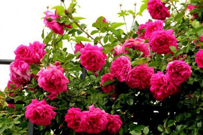 Описание плетистой розы сорта лагуна: разновидности цветка, посадка и уход