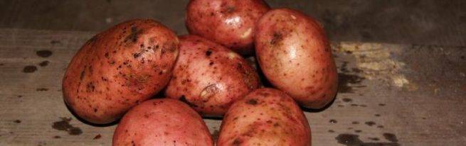 Журавушка картофель: описание сорта и характеристика