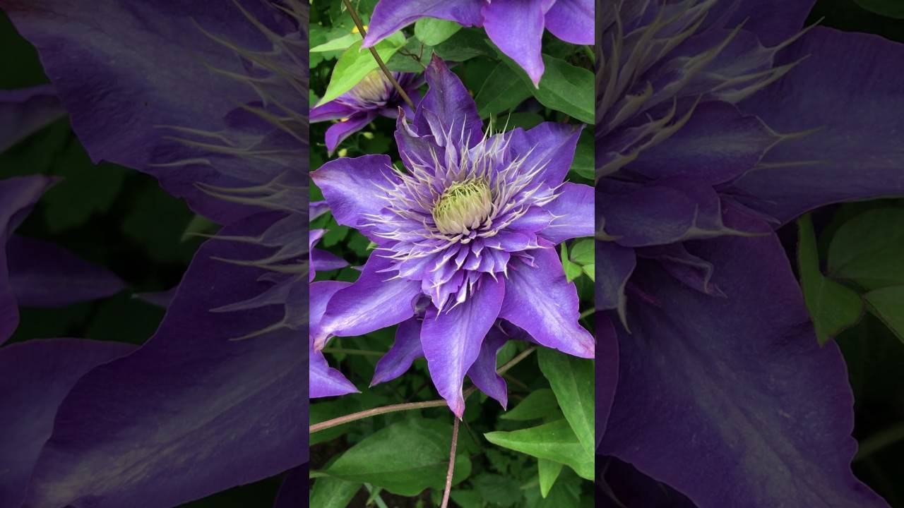 Клематис «мульти блю»: красавец с синими цветками
