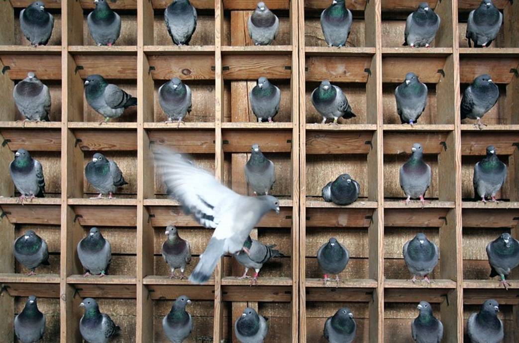 Как работает голубиная почта: история, основы, принципы и методы работы, правила обучения голубей, их использование, интересные данные и факты
