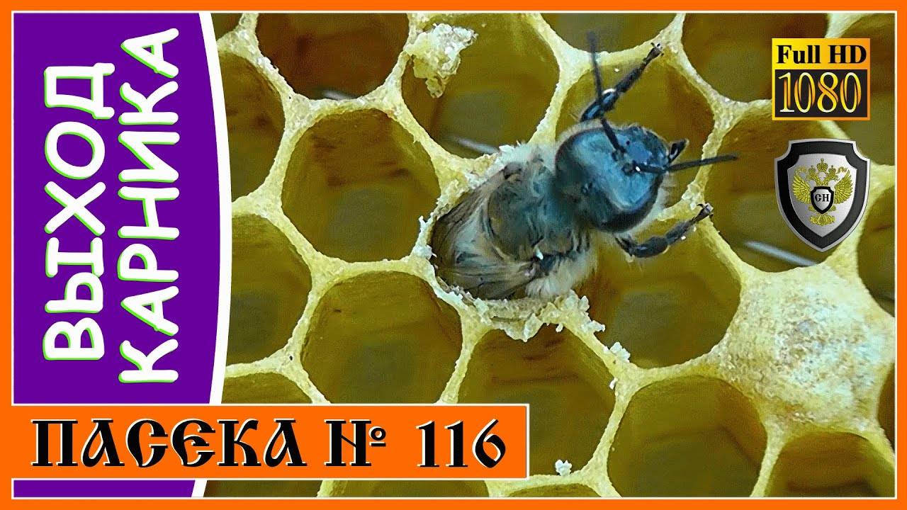 Пчелопакеты россии отзывы клиентов