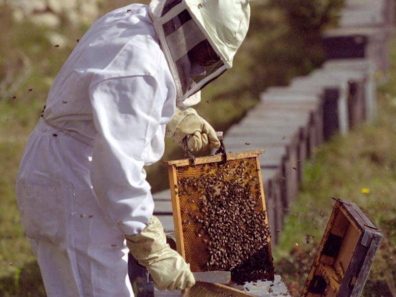 Правильный уход за пчелами весной