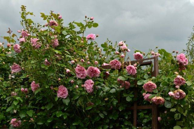 Роза лагуна: описание плетистого растения и особенности сорта, его фото, а также правила по уходу, способы размножения, болезни и вредители