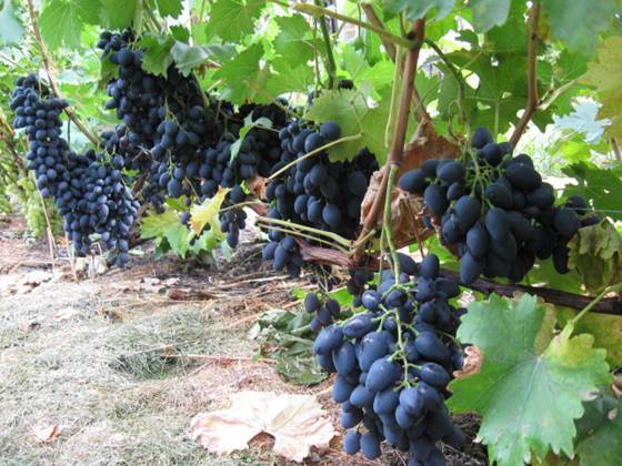 Виноград надежда азос: особенности и описание сорта