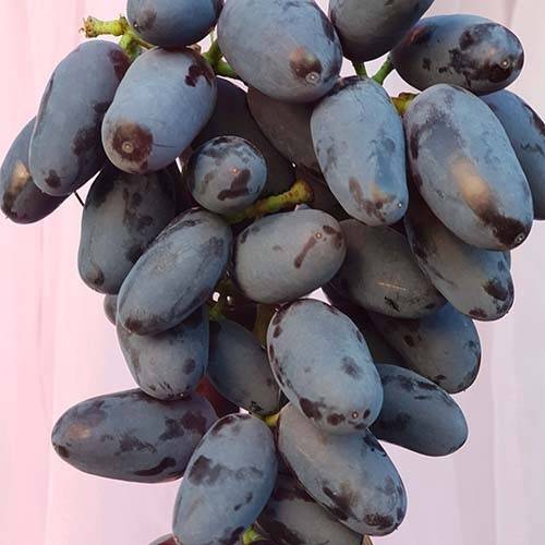 Красивые и нарядные гроздья — визитная карточка винограда «байконур»