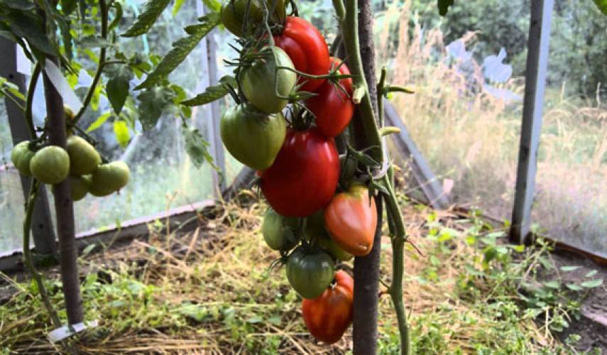 Томат "мазарини": характеристика и описание сорта, рекомендации по выращиванию и фото помидоров