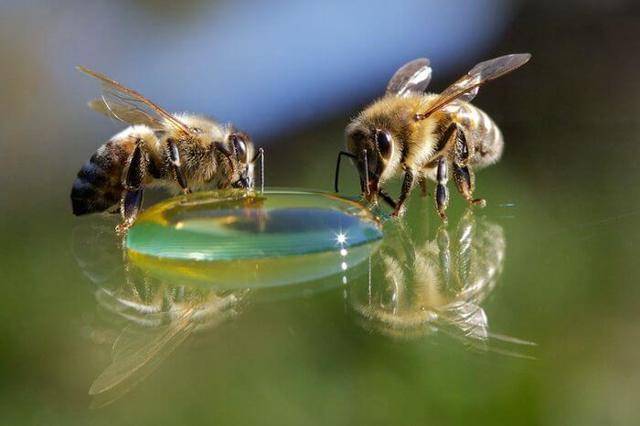 Как приготовить сироп для пчел