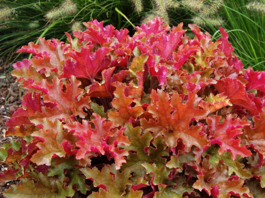 Подробное описание цветков гейхера: какие сорта существуют, их особенности