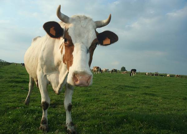 Корова не дается доиться бьет. как отучить корову лягаться во время доения? что будет, если не доить
