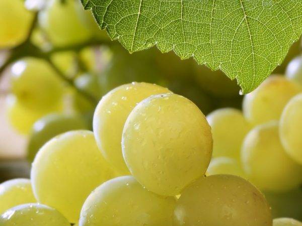 Благовест – гибридная форма винограда