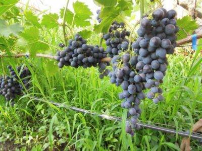 О винограде сфинкс: описание и характеристики сорта, посадка и уход