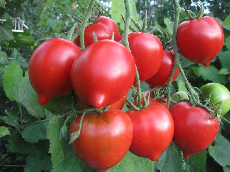 Томат "хали-гали": характеристика и описание сорта, выращивание, фото помидоров