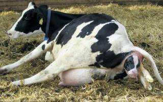Что делать, если корова не жует жвачку и не ест