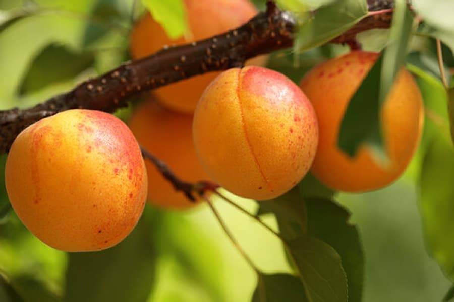 Описание и характеристика абрикоса сорта лель, правила посадки и особенности ухода