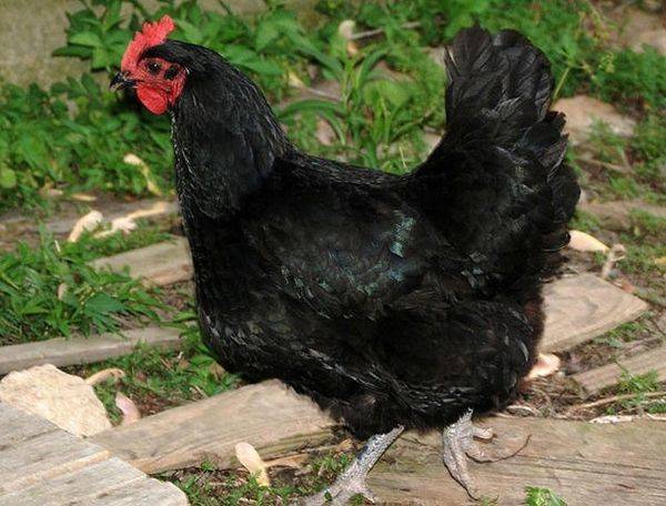 Порода кур джерсийский гигант (24 фото): описание. чем кормить суточных цыплят и взрослых кур? их вес и яйценоскость