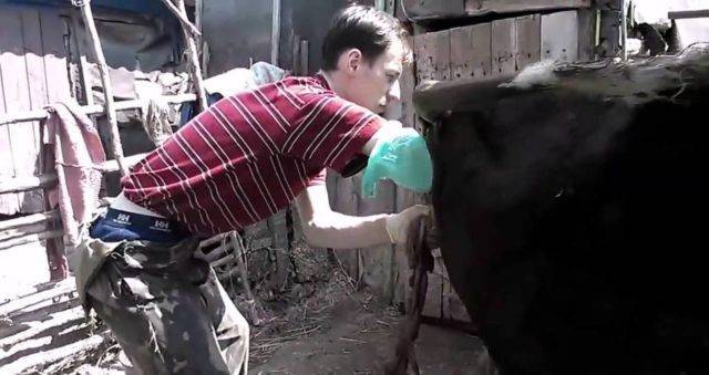 Выпадение матки у коровы: до и после отела, лечение