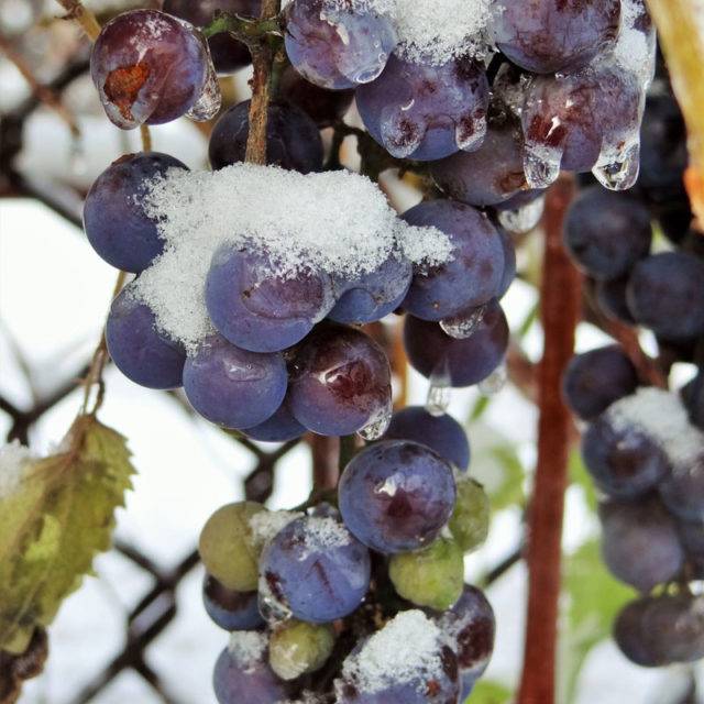 Лучшие универсальные сорта винограда для подмосковья (фото, описание)