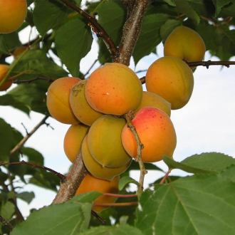 Канадский поздний сорт абрикоса Манитоба: описание, фото