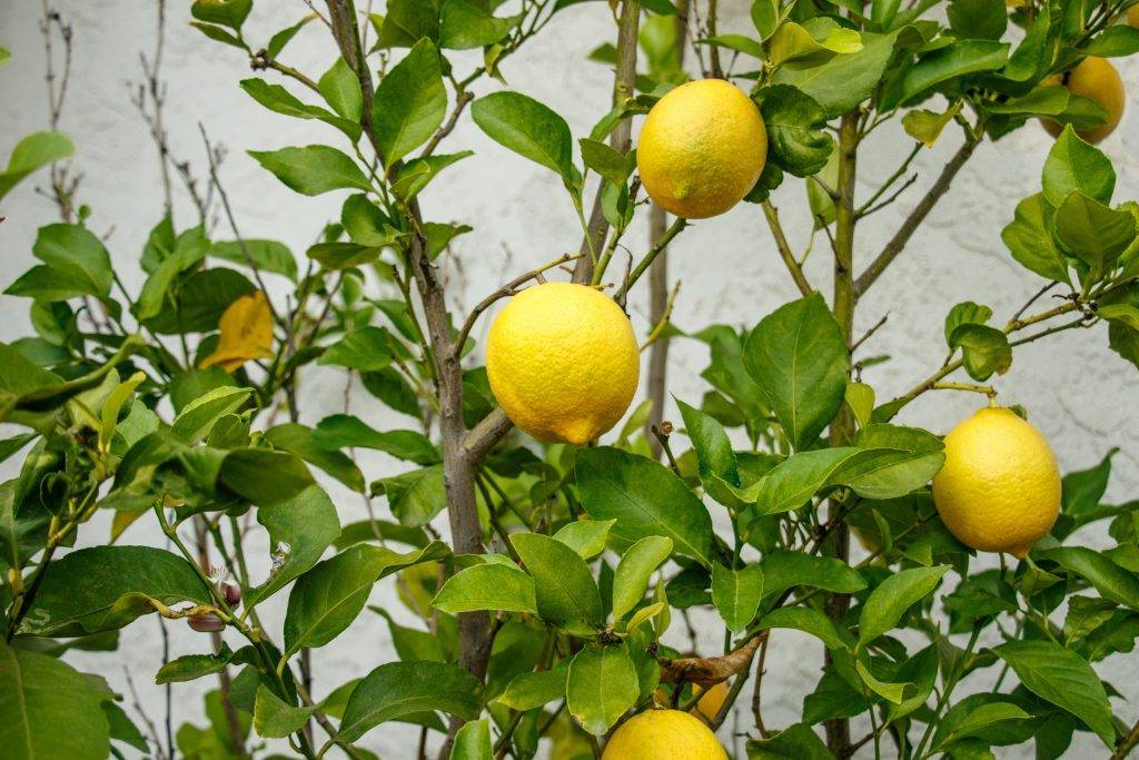 Почему у лимона опадают листья зеленые, от чего они сохнут в домашних условиях, что делать, если комнатное растение сбрасывает все плоды и не в уходе ли причина?