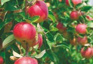 Устойчивая к парше летняя яблоня жилинское