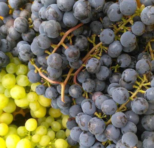 Сорт виноградной лозы загадка шарова — особенности выращивания