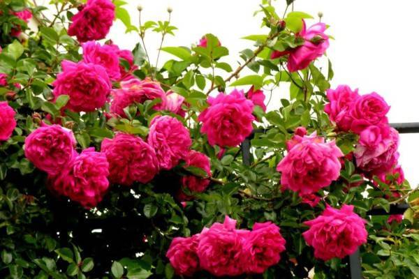 Роза голубая лагуна описание. плетистая роза лагуна: описание и фото