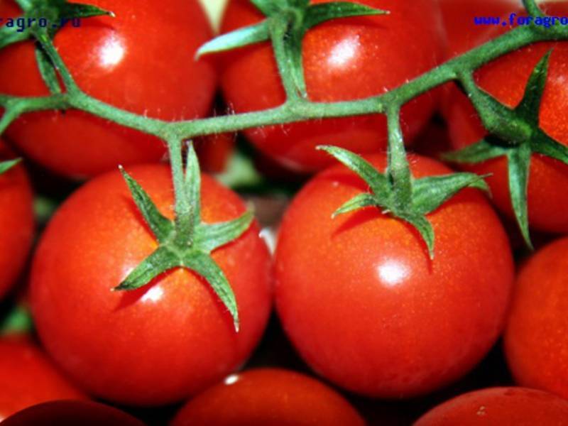 Лучшие томаты для ростовской области