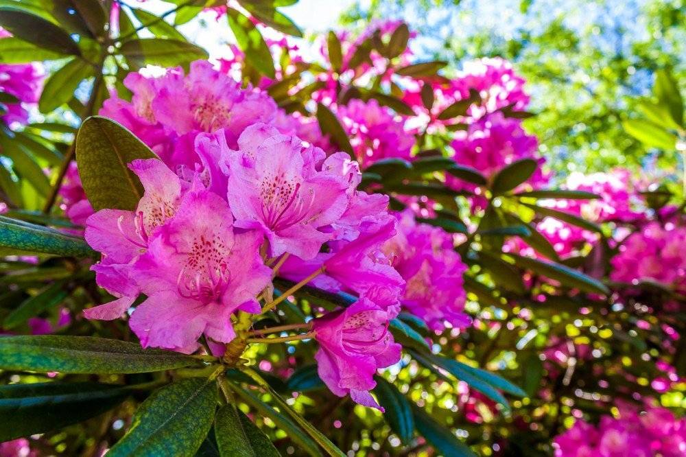 Почему не цветут метельчатые и крупнолистные гортензии: как заставить зацвести