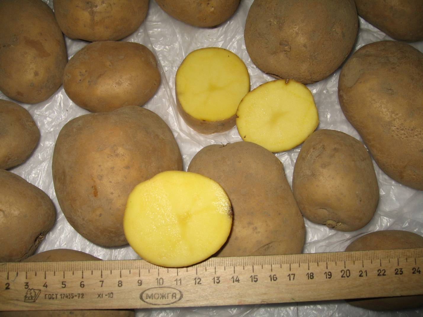 Картофель скарб: выдающийся сорт из белоруссии