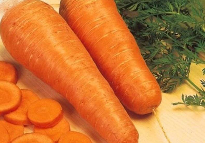 Скороспелые сорта моркови: 25 лучших с описанием и характеристиками + фото