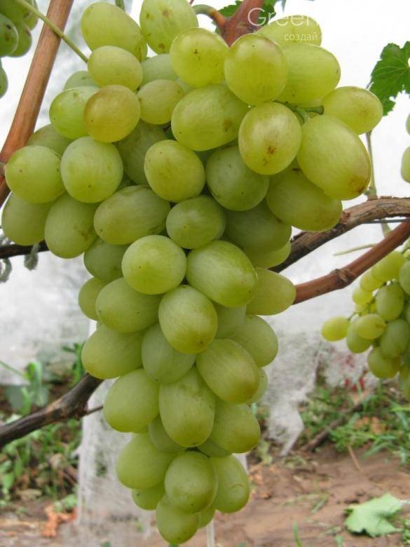 Подарок запорожью – виноград с янтарными ягодами