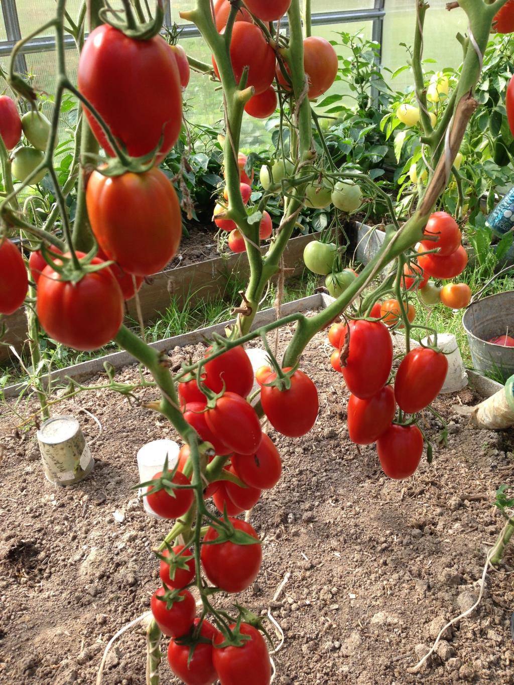 Почему огородникам так нравится томат «деликатес» и как его вырастить на своем участке, получив обильный урожай