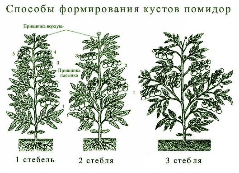 Как формировать куст помидора в один и два стебля
