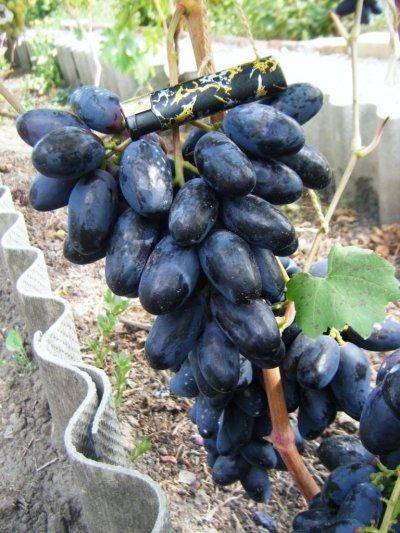 Виноград велика: крупноплодный болгарский сорт с интересной историей