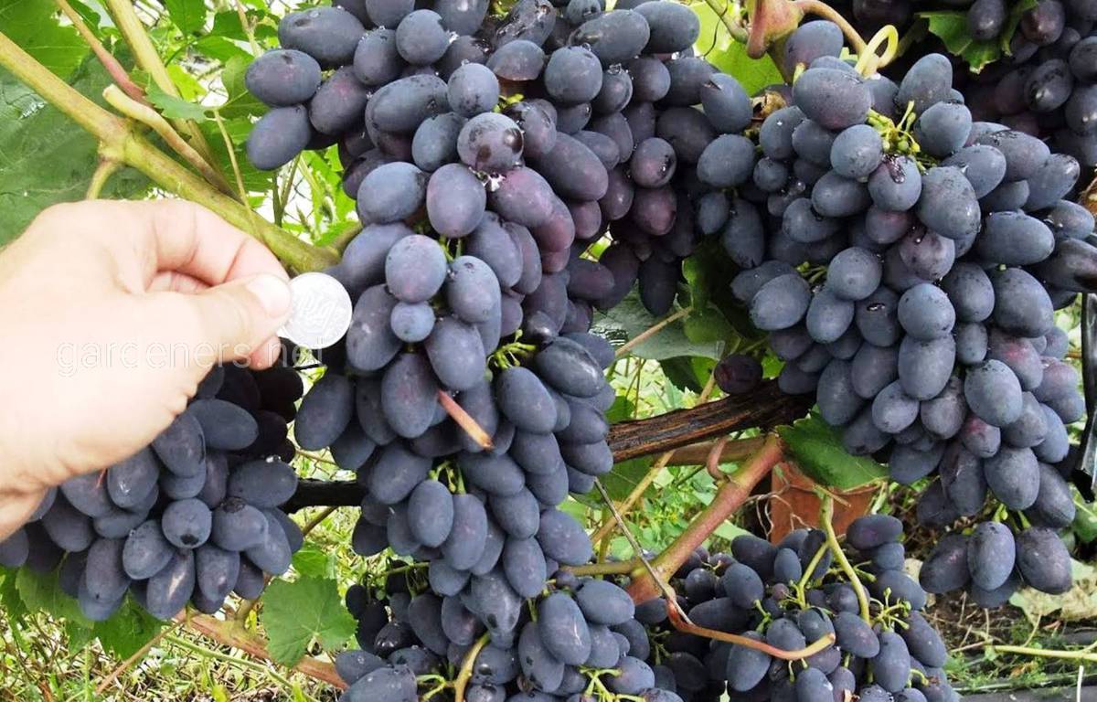 О винограде таежный: описание и характеристики сорта, посадка и уход