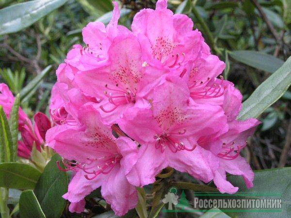 Цветы рододендрон: фото, сорта («катевбинский грандифлорум», «нова зембла»), виды рододендронов (японский, садовый, шлиппенбаха) с описанием